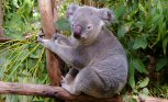 Lone Pine Koala Sanctuary, Brisbane, Australia