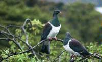 Ulva Island Walk, Stewart Island, New Zealand