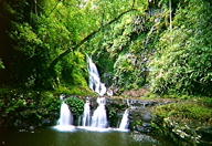 Rainforest, Australia