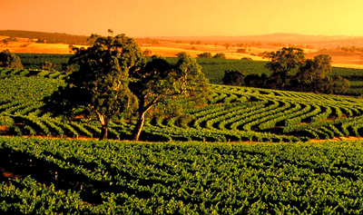 Barossa Valley, Australia