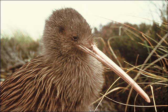 Kiwi Bird.