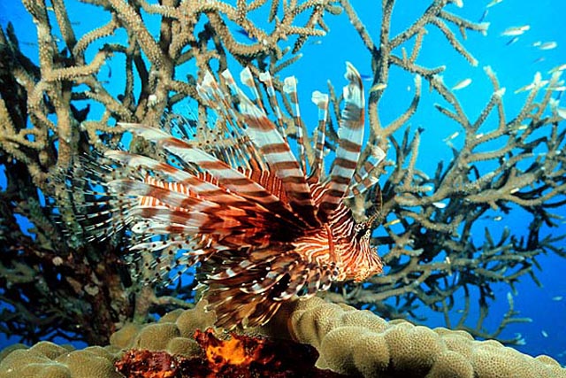 Fijian Lionfish - click to view a full description.