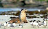 Kangaroo Island, Australia