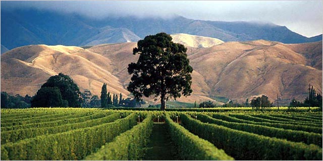 Barossa Vineyard.